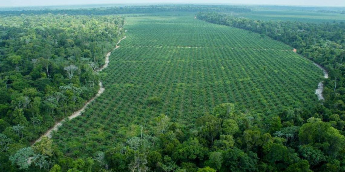 Bolsonaro firma decreto para abrir la tierra indígena de Brasil y la Amazonia a la agricultura y minería