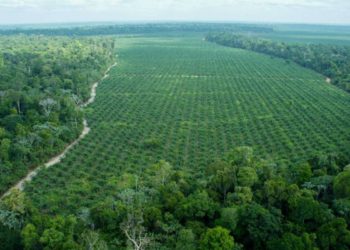 Bolsonaro firma decreto para abrir la tierra indígena de Brasil y la Amazonia a la agricultura y minería